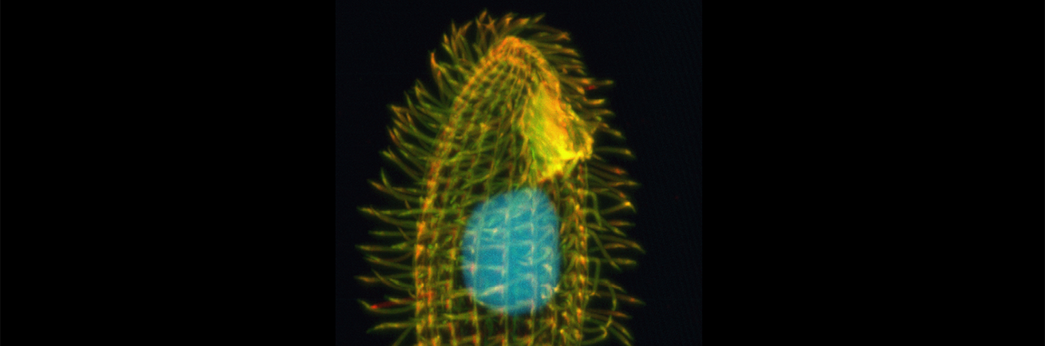 immagine di Tetrahymena thermophila